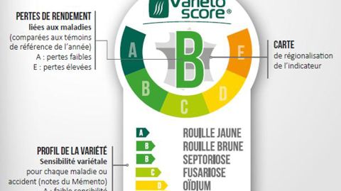 « Le Variétscore compile plein de choses en un seul indicateur, il résume bien tout le travail fait par les équipes de développement de Semences de France et de nos 48 coopératives partenaires », explique Olivier Druelle.